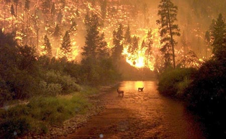 Fire
