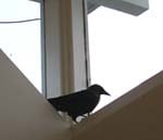 Crow Crow