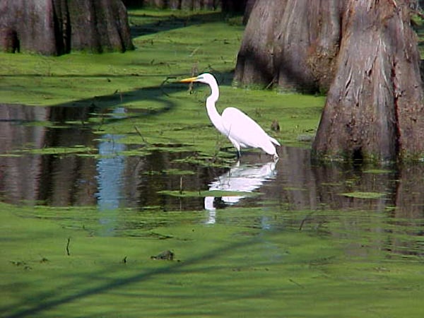 Lake Martin