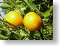 Grapefruit