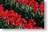 Tulips3