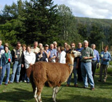 Llama