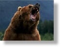 GrizzlyBear