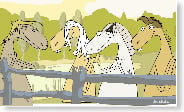 horses